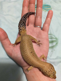 Hypo Tangerine Leopard Gecko