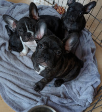 3 standard french bulldog puppies (brindle/pied) 