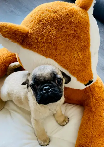 Amazing Bug puppies Boston x Pug, View more