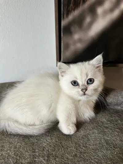 Purebred Munchkin and British shorthair kittens available , View more