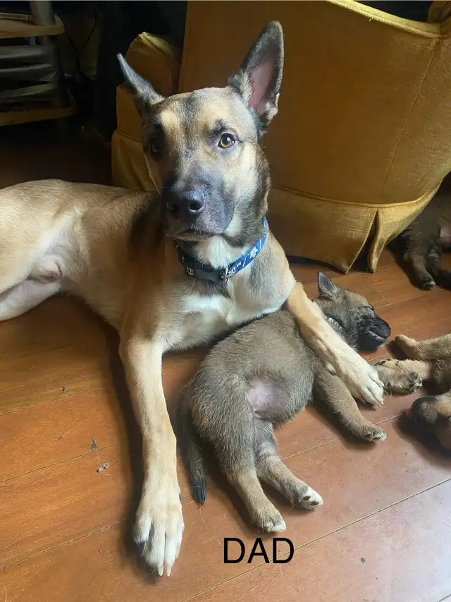 2 boys available in Dogs & Puppies for Rehoming in Brantford - Image 5