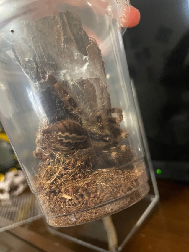 Indian ornamental tarantula  in Reptiles & Amphibians for Rehoming in Kingston - Image 3