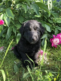 READY TO GO!!  Black Lab X Husky pups