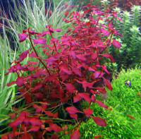 Aquarium Plants Ludwigia Palustris Super Red.