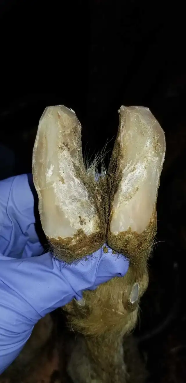 hoof trimming in Livestock in Muskoka - Image 3