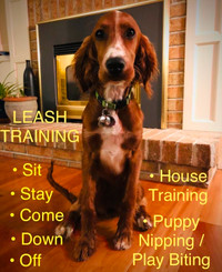 Dog Training At Your Home - Kitchener Waterloo - Free Consult