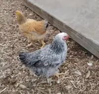 Brahma chickens