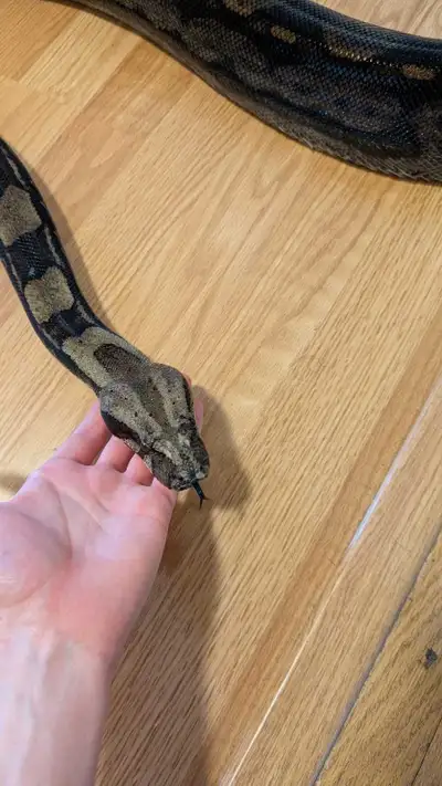 Large Female boa , View more