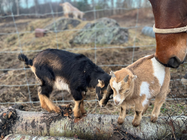 Dwarf goats in Livestock in Renfrew - Image 3