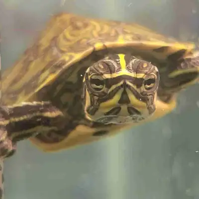 baby yellow belly Cooter turtles, View more