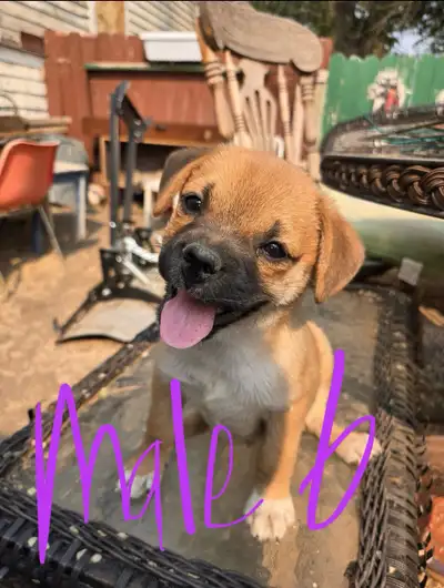 WE WILL BE IN EDMONTON THIS SATURDAY JUNE 14th IF YOU WANT TO MEET :) 5 gorgeous multi coloured male...
