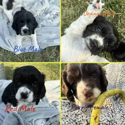 Cocker Spaniel Puppies, View more