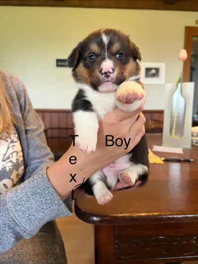Corgi Pups, View more