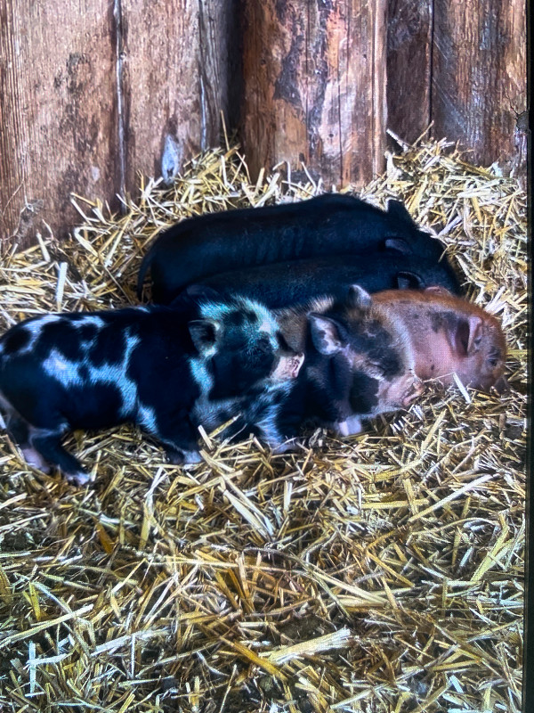Little mini pigs!! Kune kune/Juliana mini pigs.  SO CUTE! in Small Animals for Rehoming in Grande Prairie - Image 2