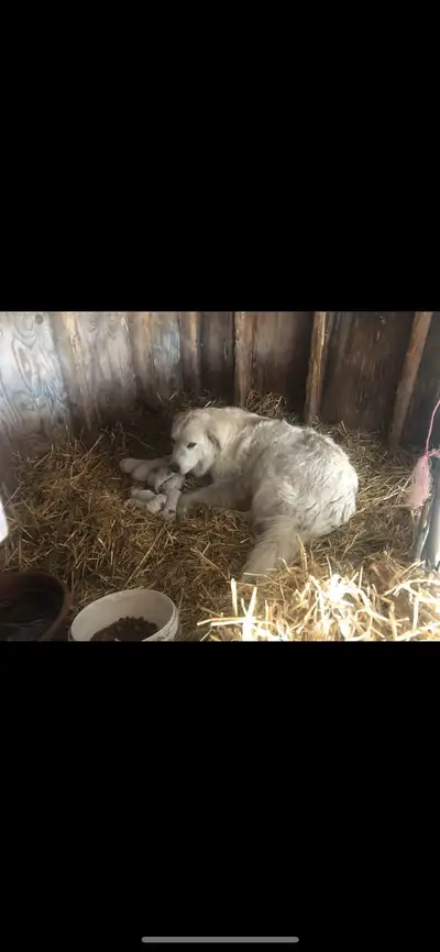 Pure Maremma Puppies, View more