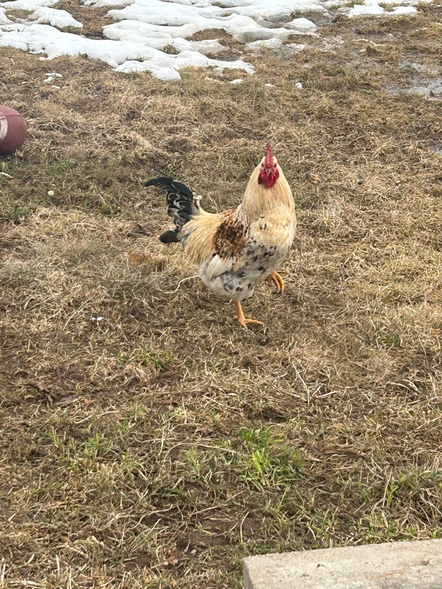 Free roosters  in Livestock in Moncton