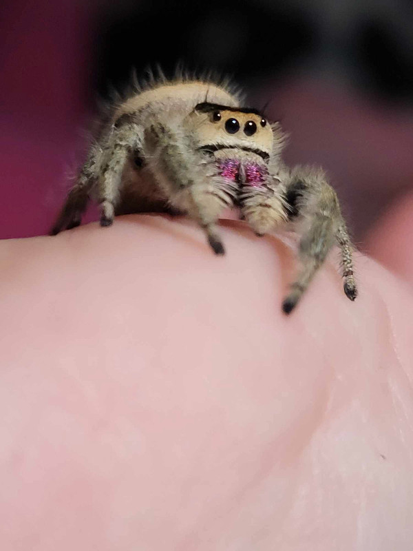 Jumping spiders!! in Other Pets for Rehoming in Edmonton - Image 3