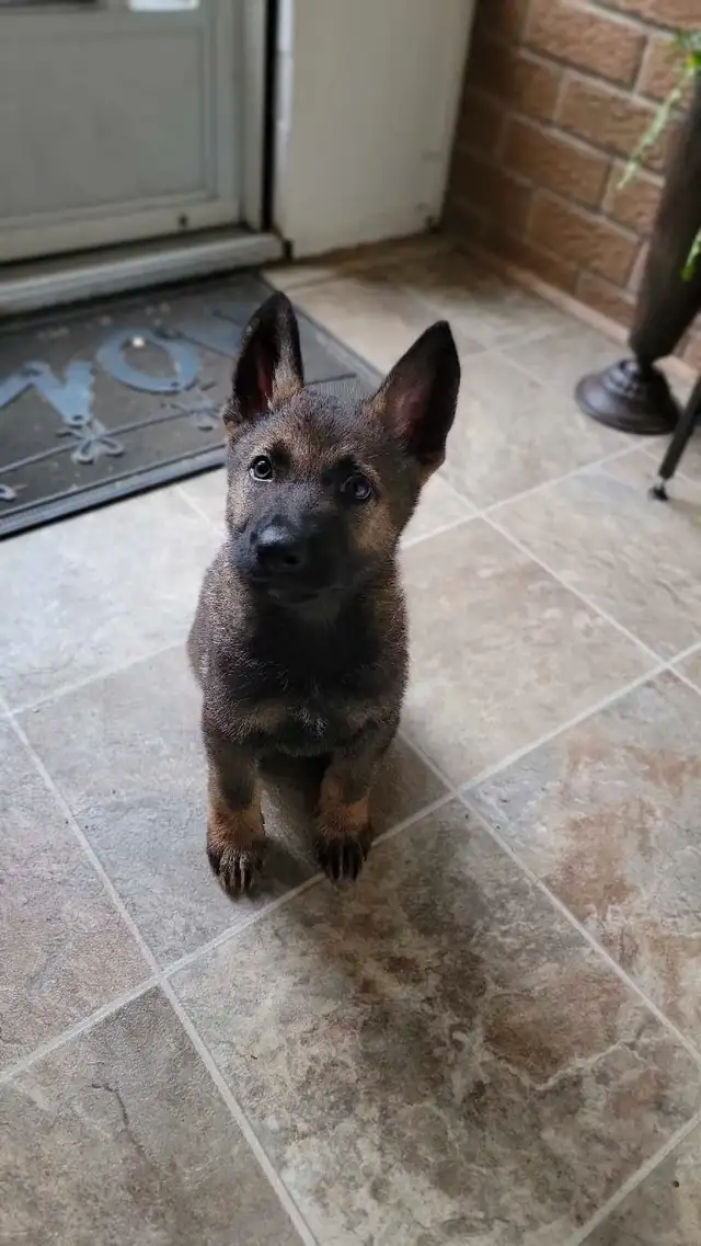 German Shepherd Puppies in Dogs & Puppies for Rehoming in Stratford - Image 4