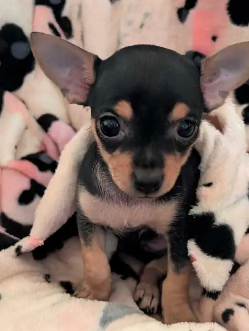 I have Only ONE Female . Spécial Prize !!!!! 950$ Pure Breed Chihuahua . HELLO ***I have ( 1 female...