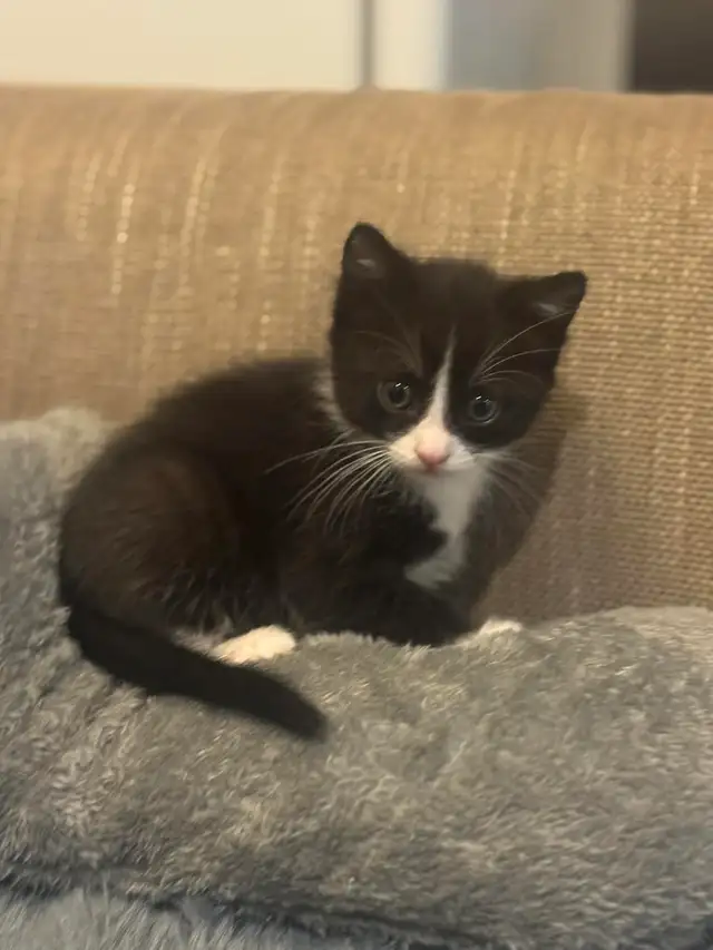 Tuxedo &amp; Siberian x Tabby kittens. 1 boys 2 girsl. 5 weeks old
