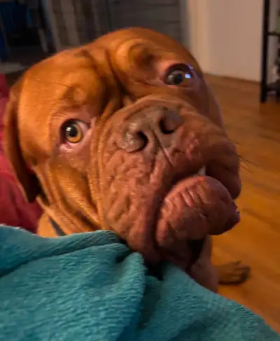 1yr old Male French Mastiff (Dogue De Bordeaux), View more