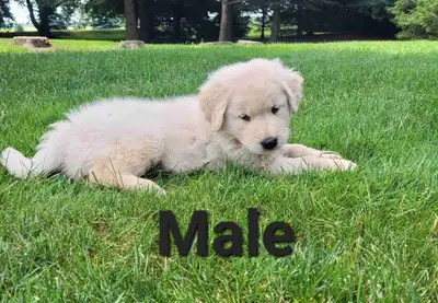 Adorable Puppies for Sale, View more