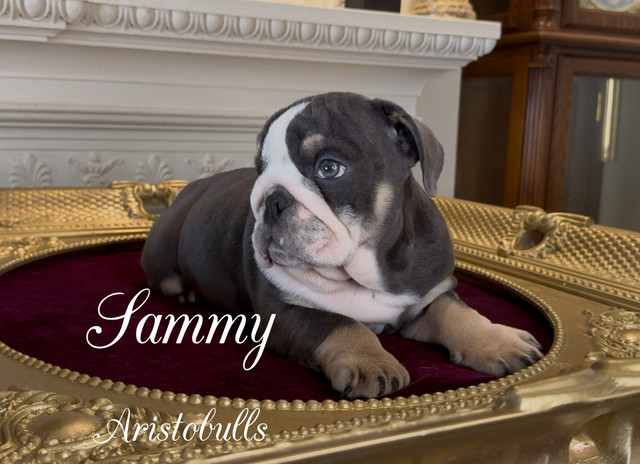 bulldogue Anglais/English Bulldogs dans Chiens et chiots à adopter  à Ouest de l’Île - Image 3