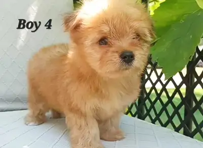 Super Small Maltipom X Mini Yorkie Puppies!, View more
