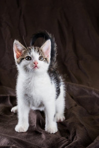 Chaton kitten to a good home
