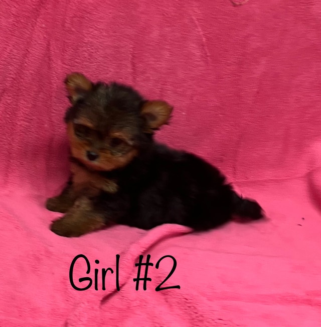 Yorkshire Terrier puppies Dogs & Puppies for Rehoming Edmonton Kijiji