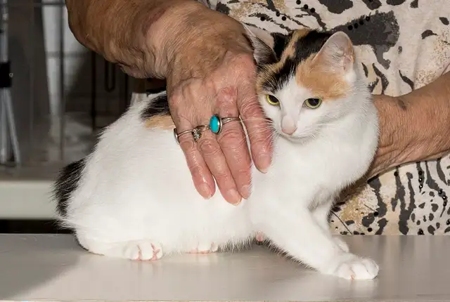 Ottawa Cat Show561546786673807366