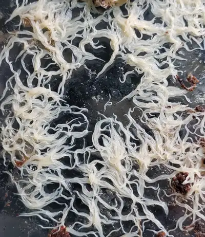 Looking for Grindal worms starter, View more