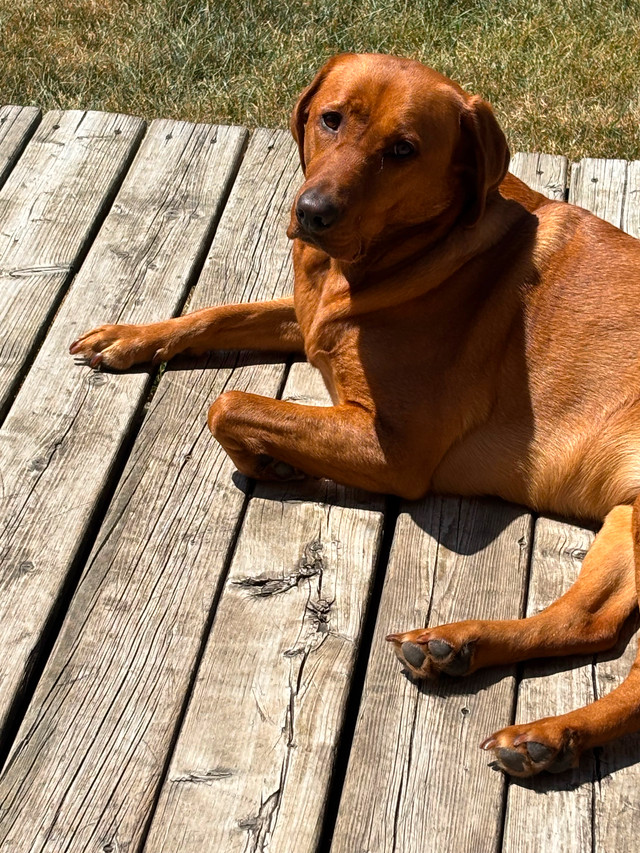 Two Super Friendly Red Fox Lab dogs for sale in Dogs & Puppies for Rehoming in Barrie