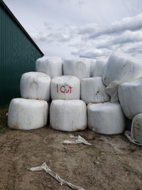 Silage bales for sale