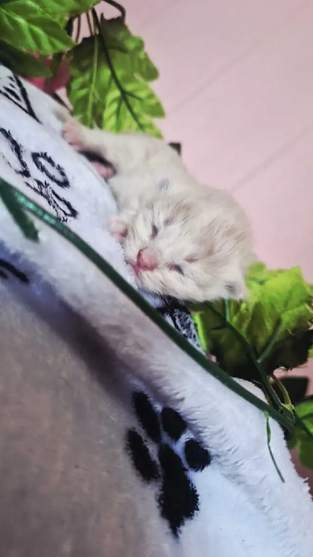 Maine Coon &amp; persian