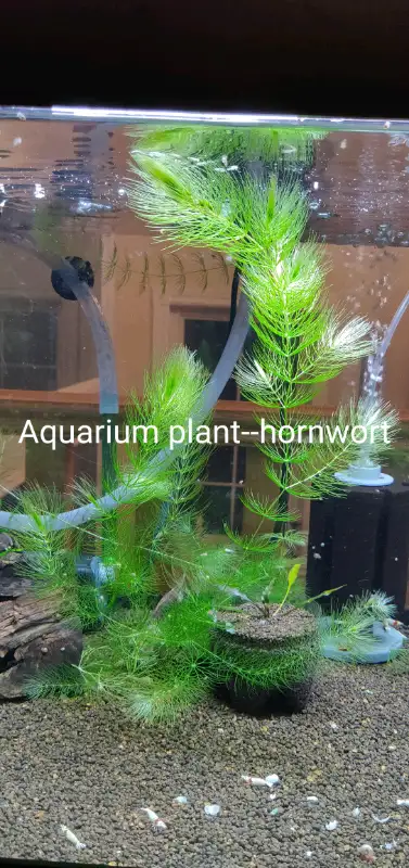 $5 each share, about 30 grams net weight. Clean and healthy, no algae. Aquarium plant--hornwort, Pic...