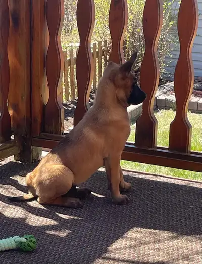 Pure Belgian Malinois Puppy for Sale 10-week-old male Belgian Malinois puppy available for sale. ✔ P...