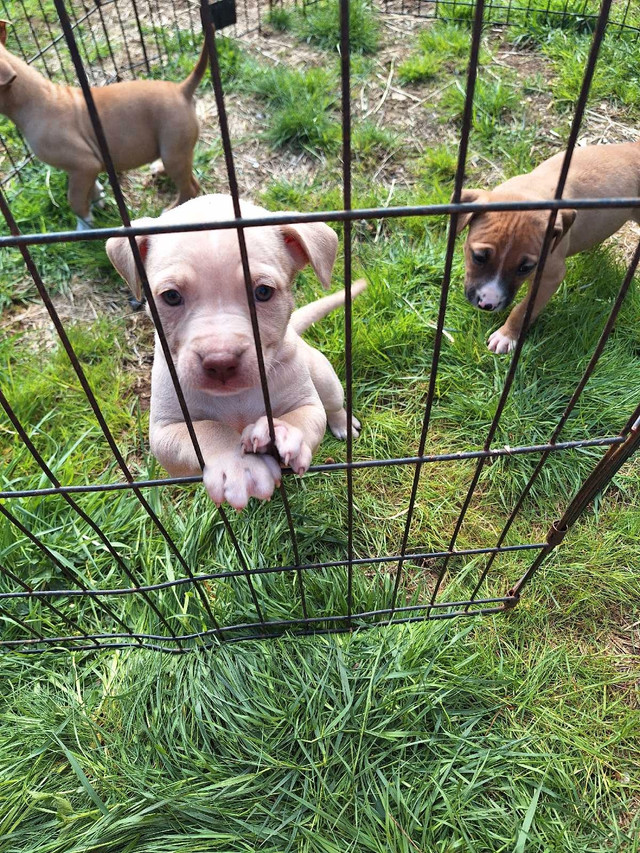 8 beautiful bully staffy blue nose puppies  in Dogs & Puppies for Rehoming in Mission - Image 4