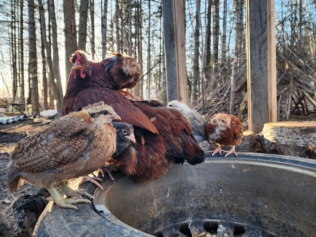 Chicken hatching eggs in Livestock in Bridgewater - Image 4