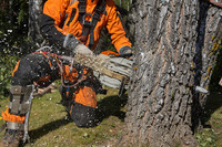 EXPERT TREE REMOVAL SERVICE  647-498-7788