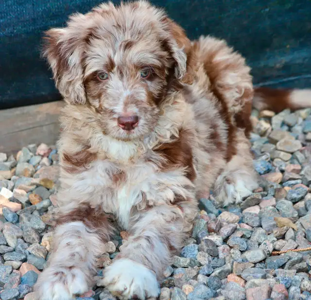 6 TRÈS  RARES BORDOODLES, DOODLES,   CHIOTS,PUPPY in Dogs & Puppies for Rehoming in Laurentides - Image 4