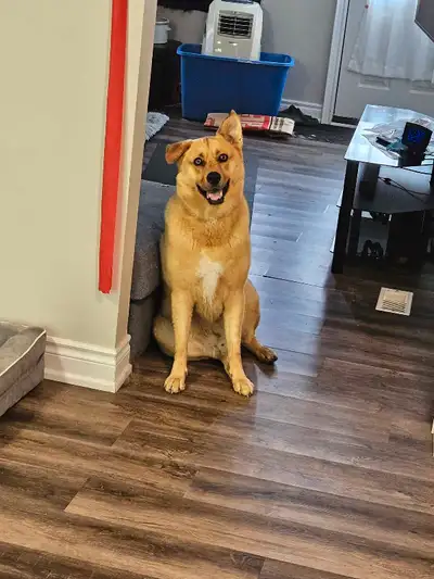 5 year old husky mix - Odin, View more