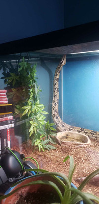 Defensive 6 foot red tail tree boa 