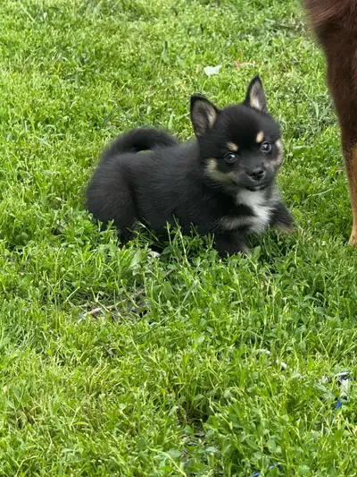 Pomsky pups Available NOW!! They are waiting to enter there loving new homes 2 girls left first shot...