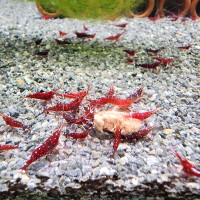 10 Crevettes naines Sulawesis Cardinals Shrimp (Denerli) 