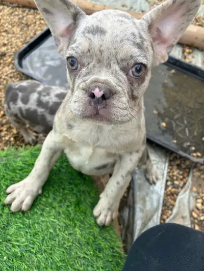 ❤️French Bulldog Puppies!!!❤️, View more