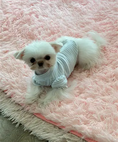 Korean Teacup White Shih Tzu Female - Needs Urgent Rehoming!, View more