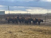 **** Bison calf - Internal auction ****