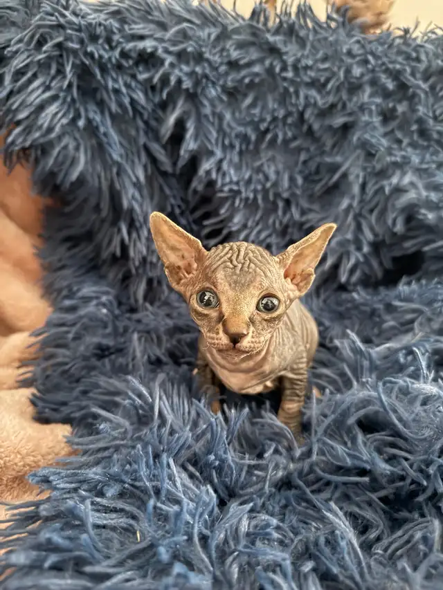 Sphynx Kittens Looking for Loving Homes in Cats & Kittens for Rehoming in Edmonton - Image 5