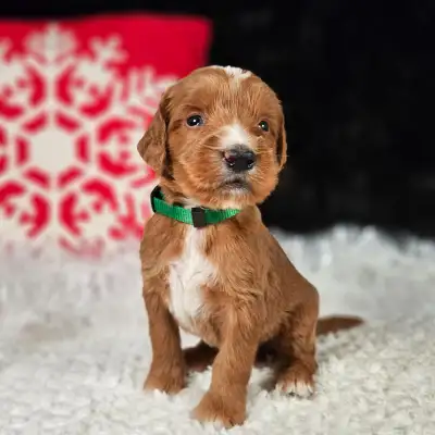 Gorgeous Goldendoodles, View more